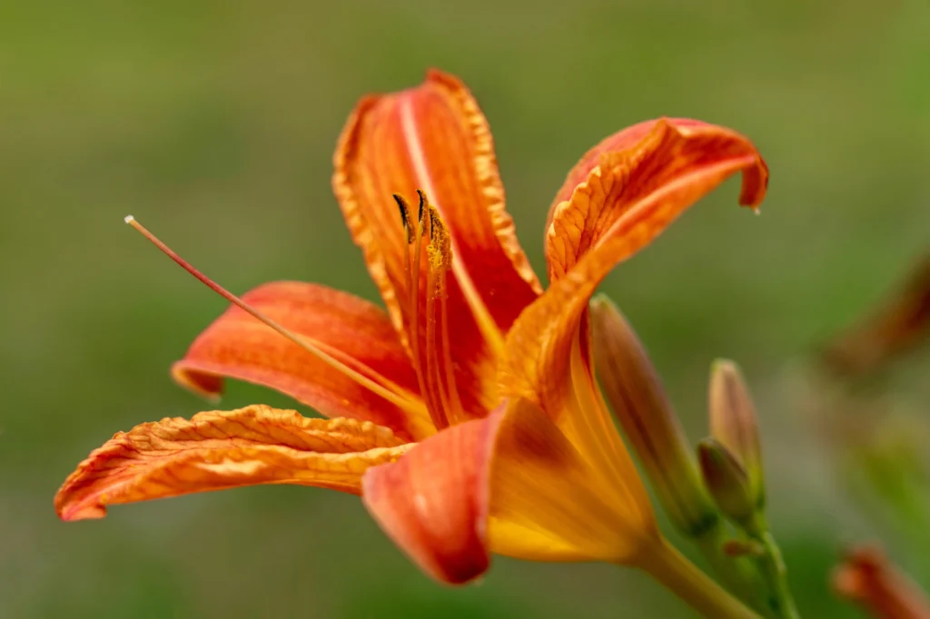 Fire Lily