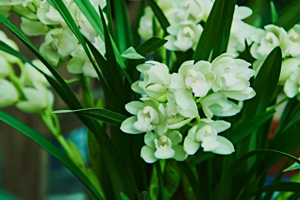 Green Cymbidium Orchid