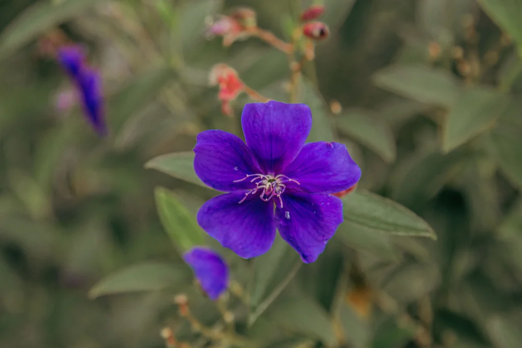 Tibouchina (Princess Flower)