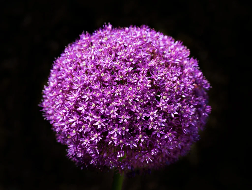 Allium