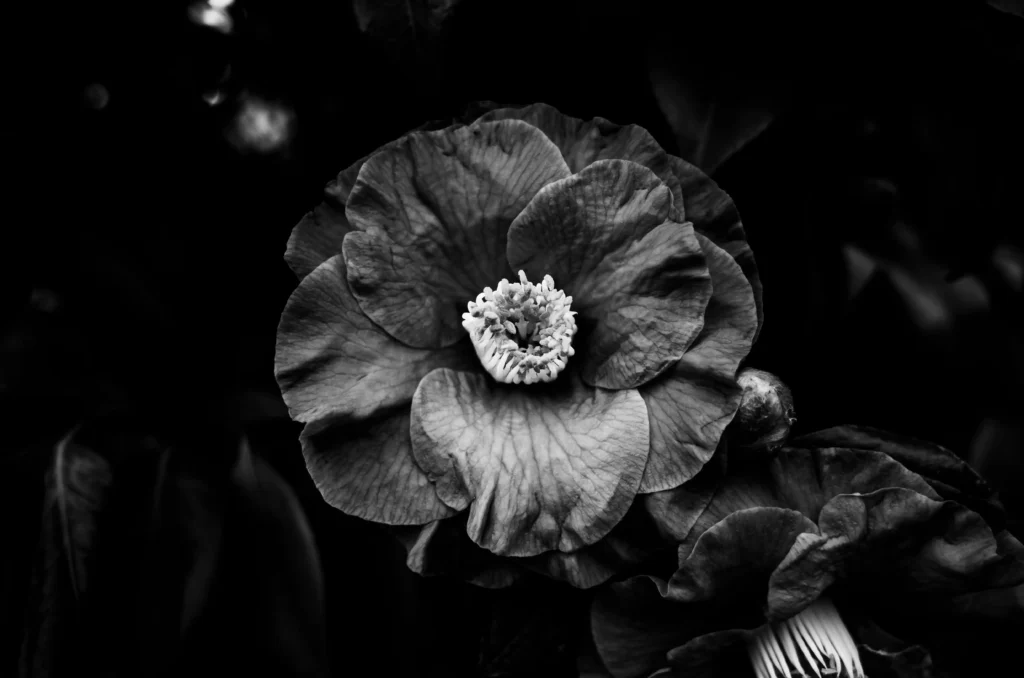 Black Camellia