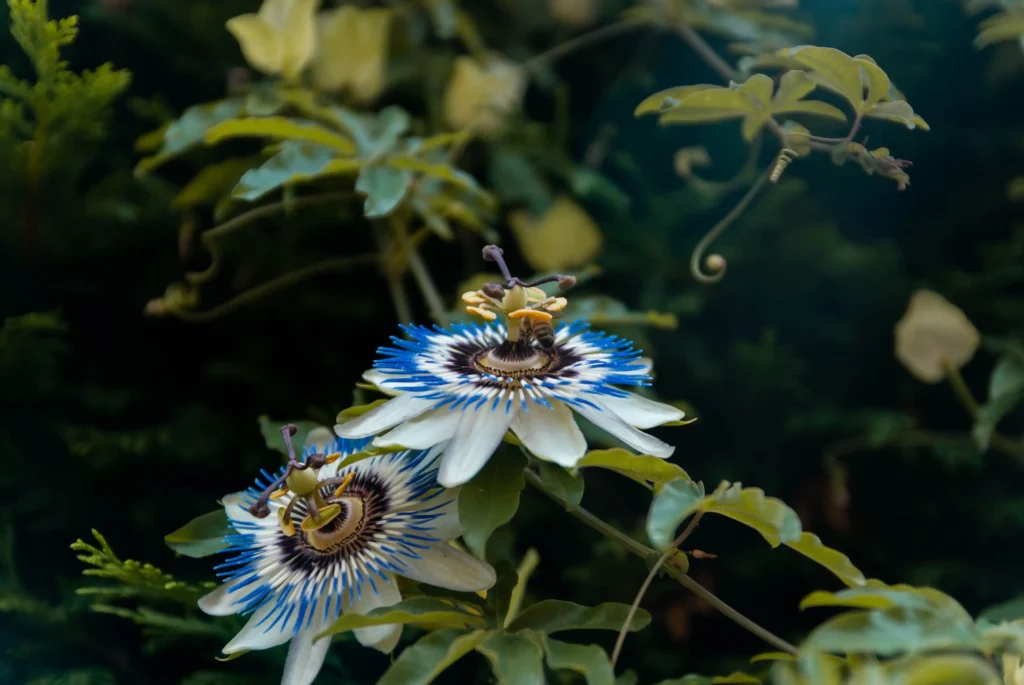 Blue Passionflower
