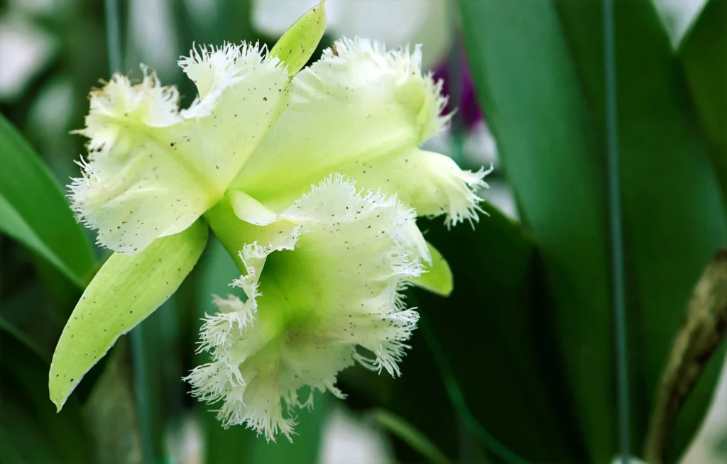 Green Cattleya Orchid