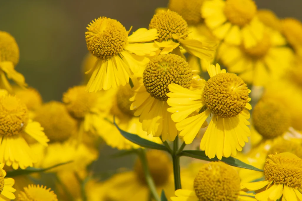 Sneezeweed