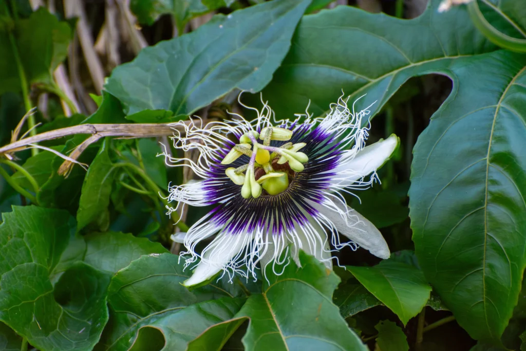 Black Passion Flower