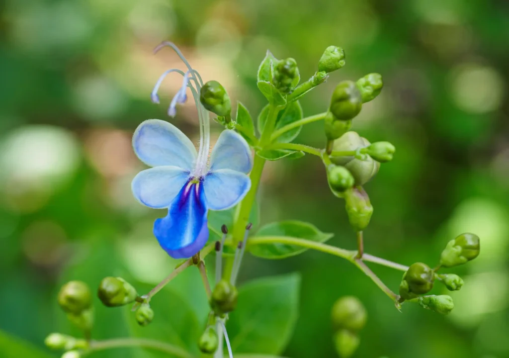 Blue Ginger