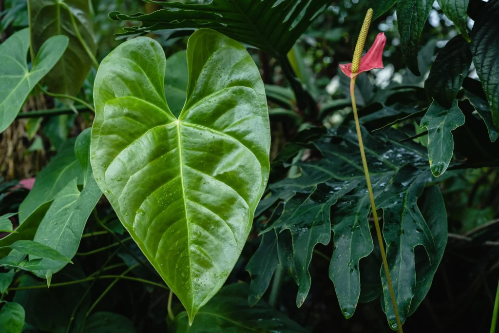 Green Anthurium