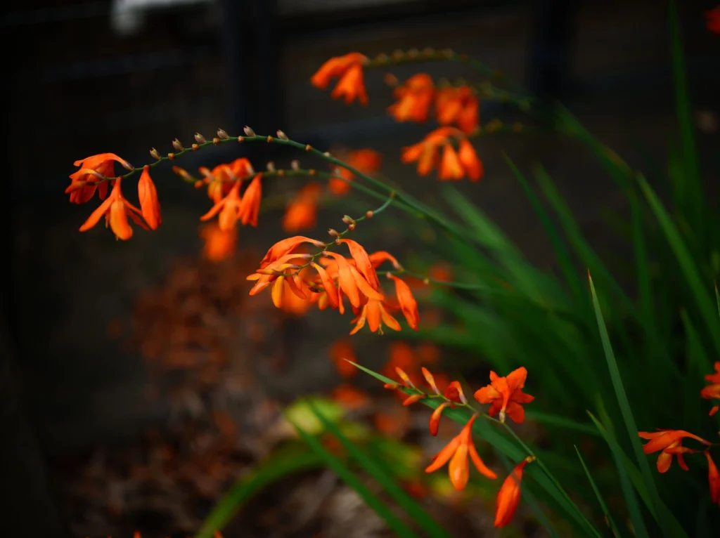 Orange Crocosmia