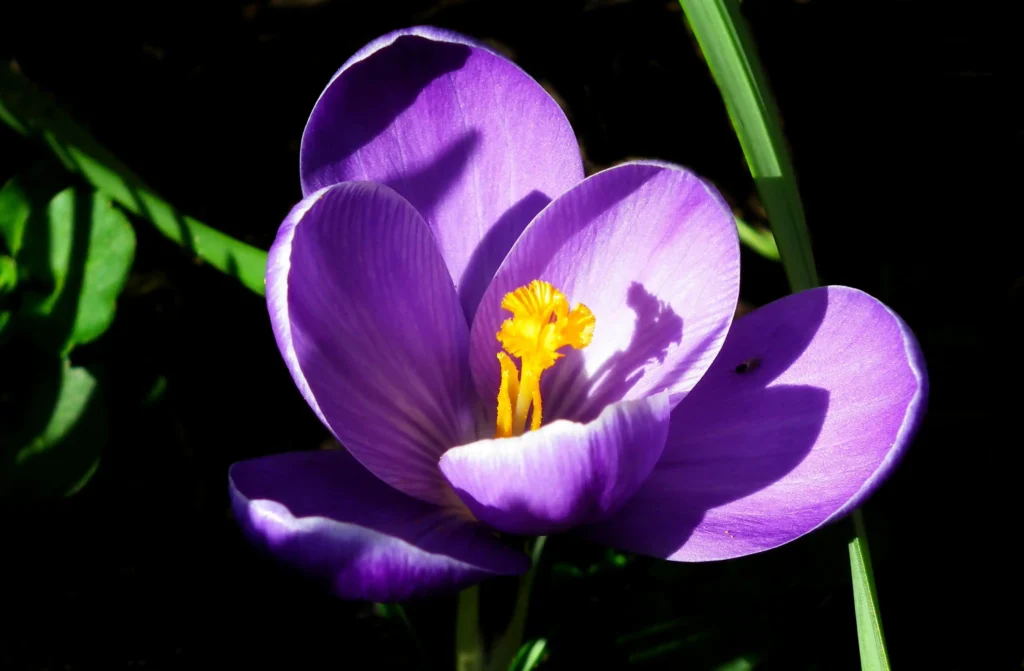 Purple Crocus
