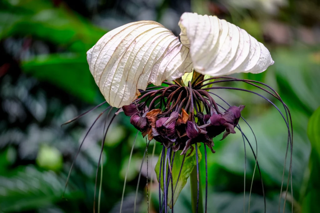 Bat Flower