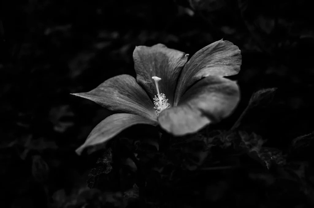 Black Magic Hibiscus