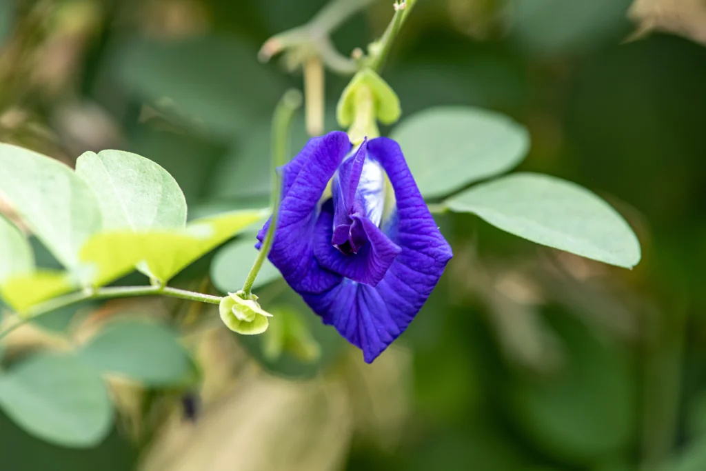 Butterfly Pea