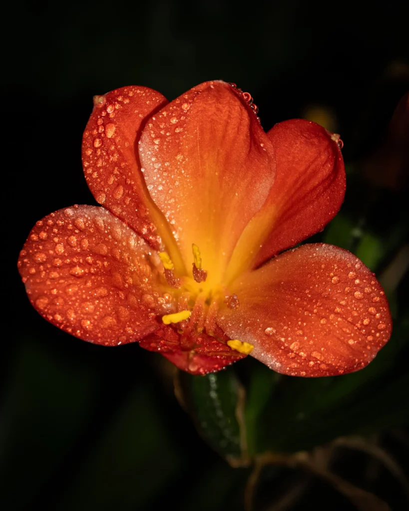 Orange Freesia