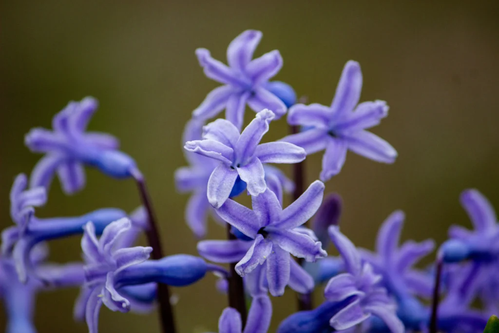 Purple Hyacinth