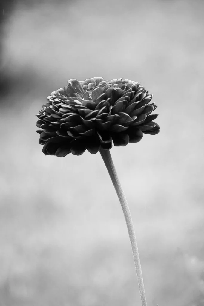 Black Dahlia