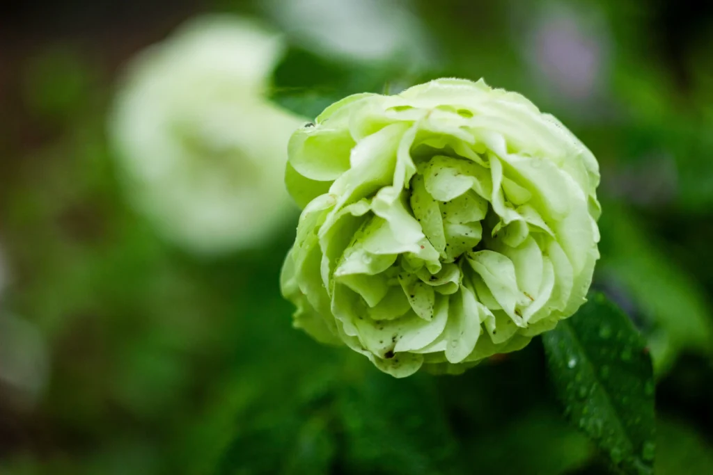 Green Rose