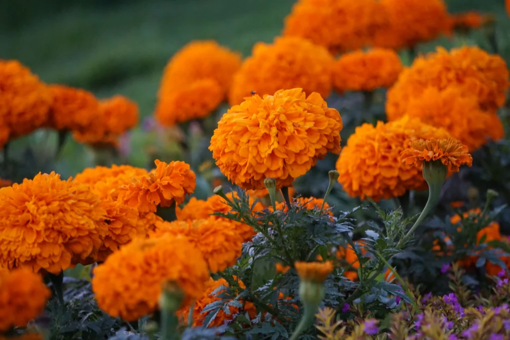 Orange Marigold