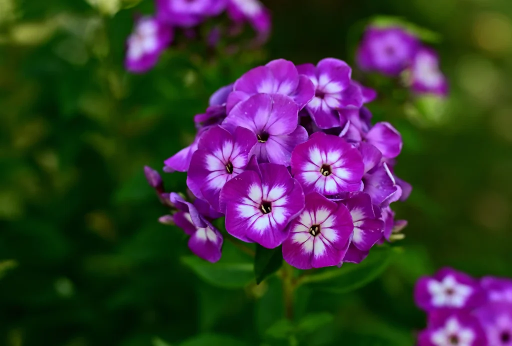 Purple Phlox
