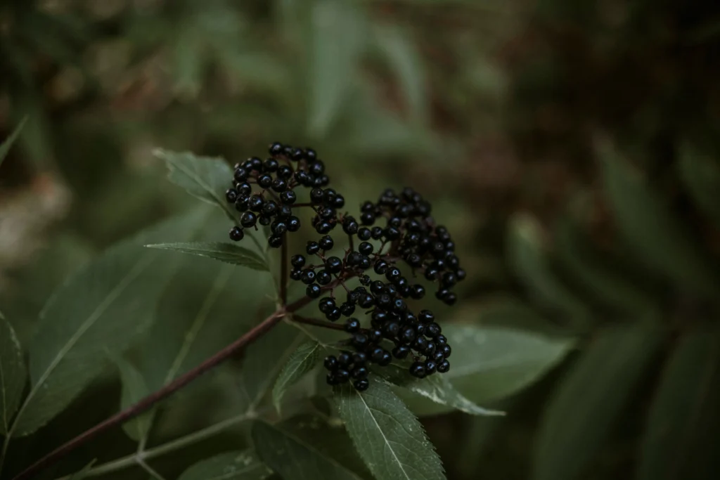 Black Lace Elderberry