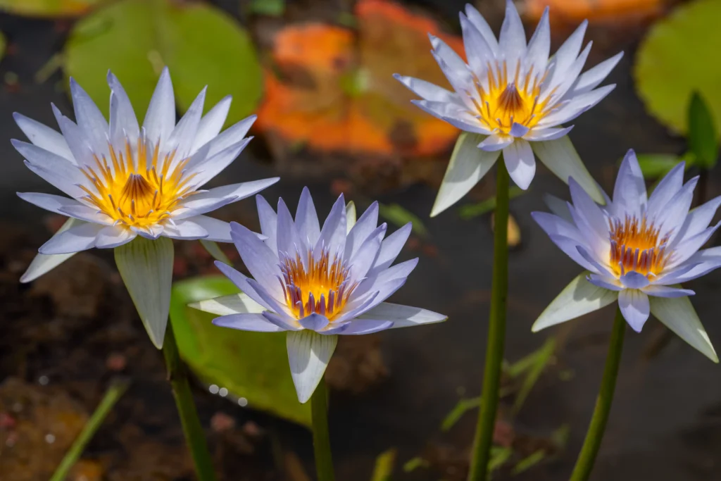 Blue Water Lily