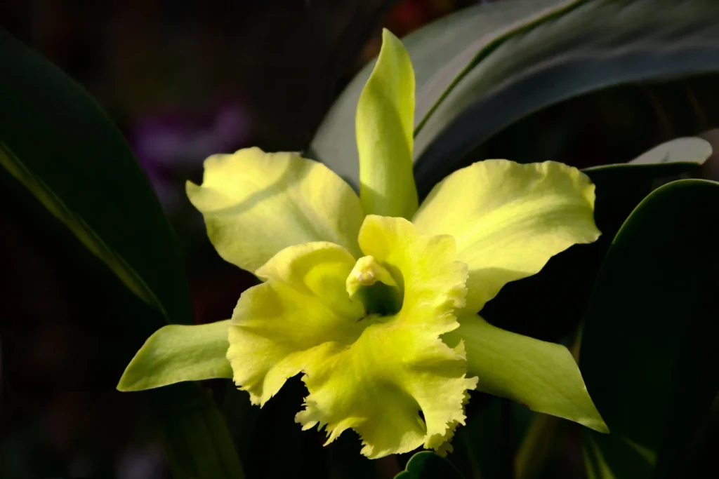 Green Star Orchid