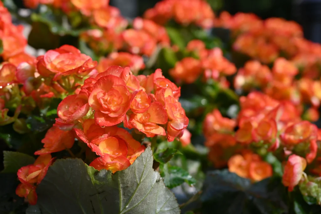 Orange Tuberous Begonia