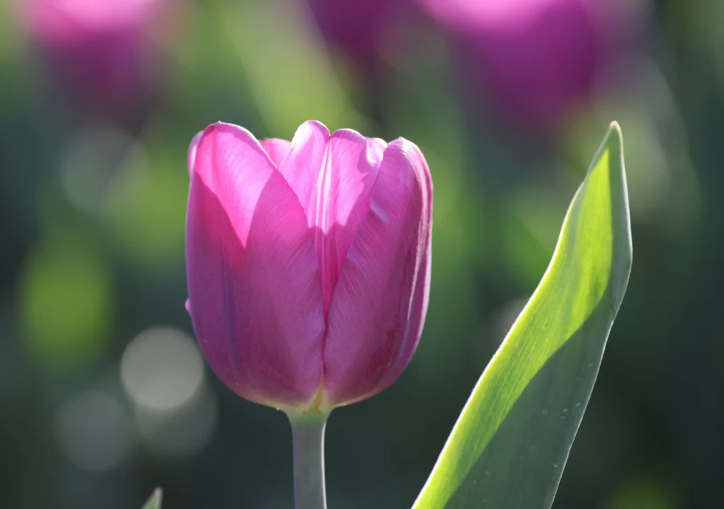 Purple Tulip