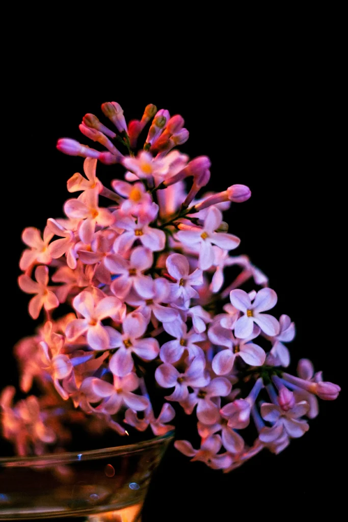 Black Lilac