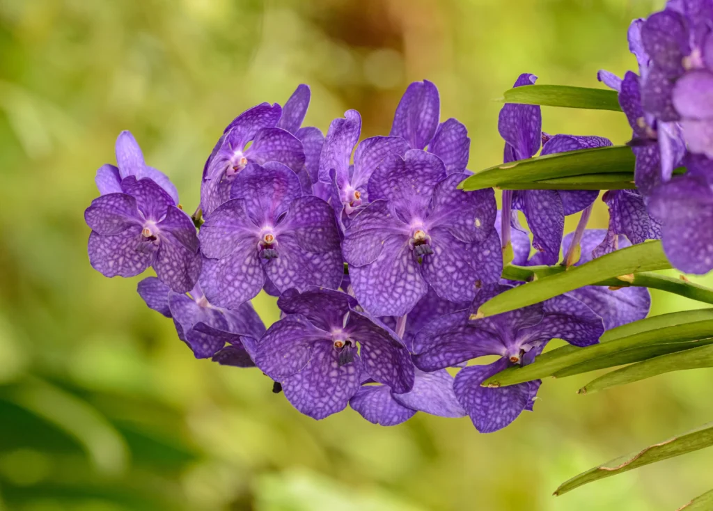 Blue Vanda Orchid