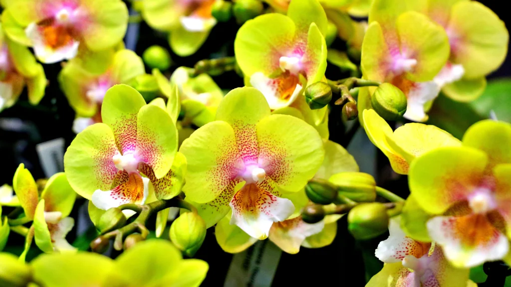 Green Spider Orchid