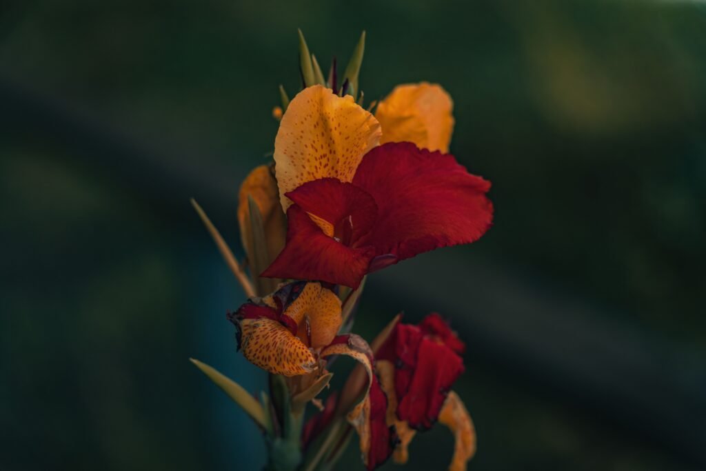 Orange Canna Lily