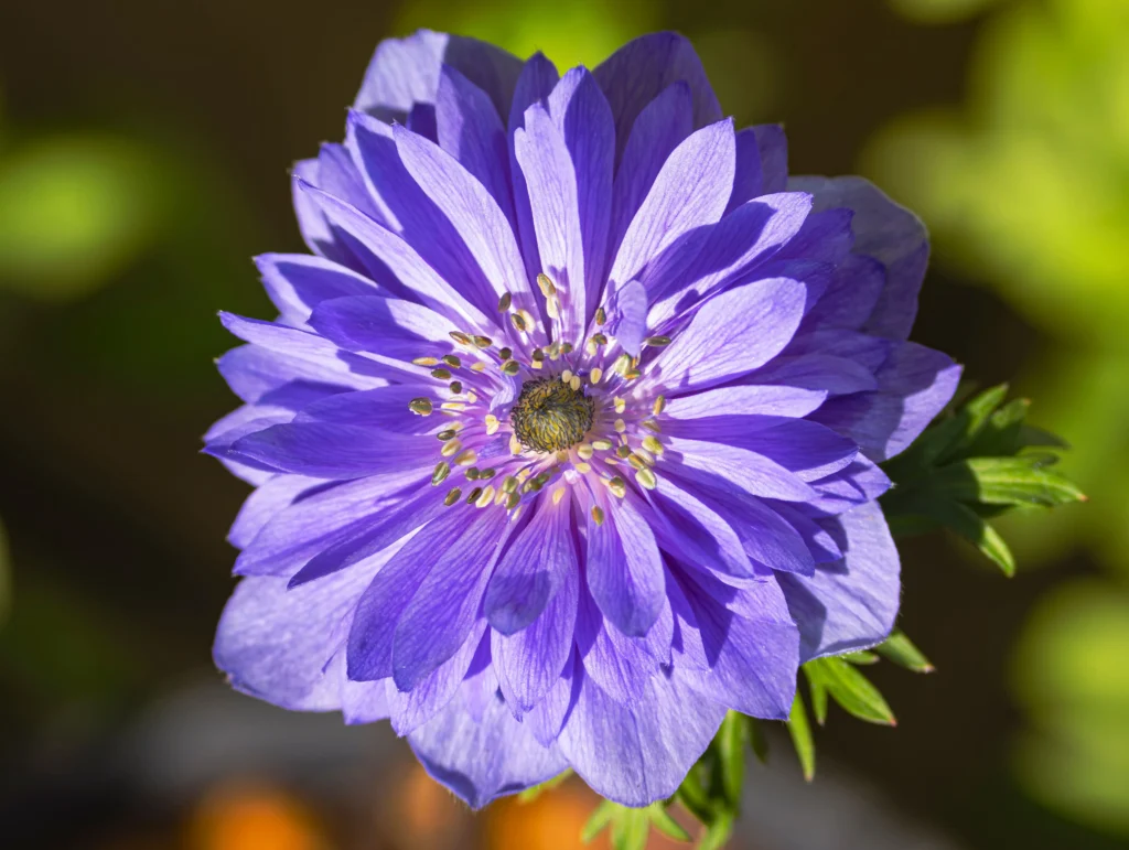 Purple Anemone