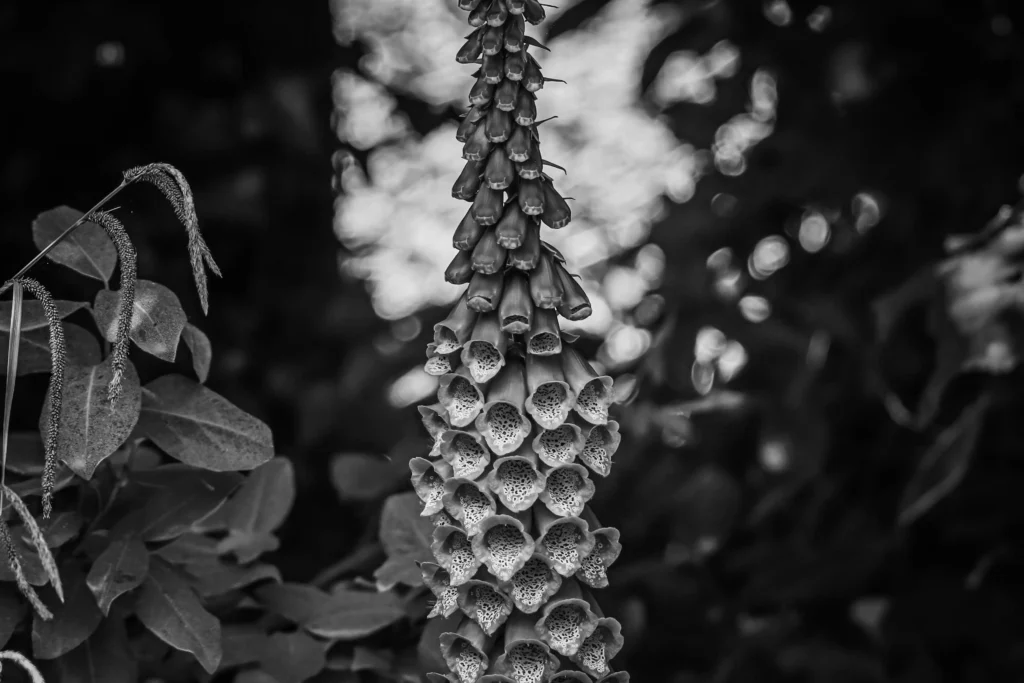 Black Foxglove