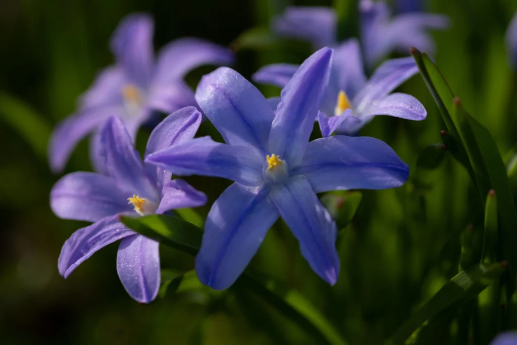 Ipheion (Spring Starflower)