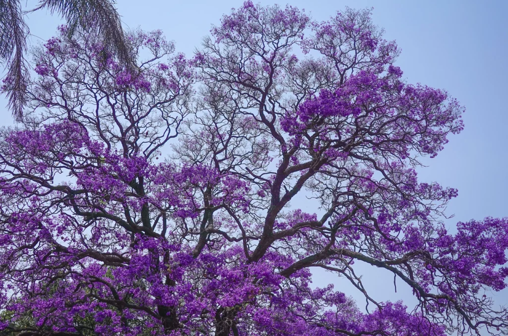  Jacaranda