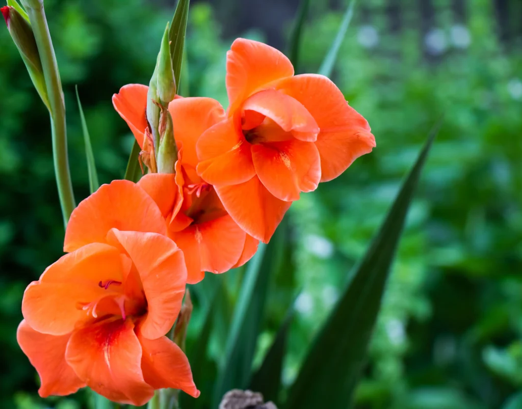 Orange Gladiolus