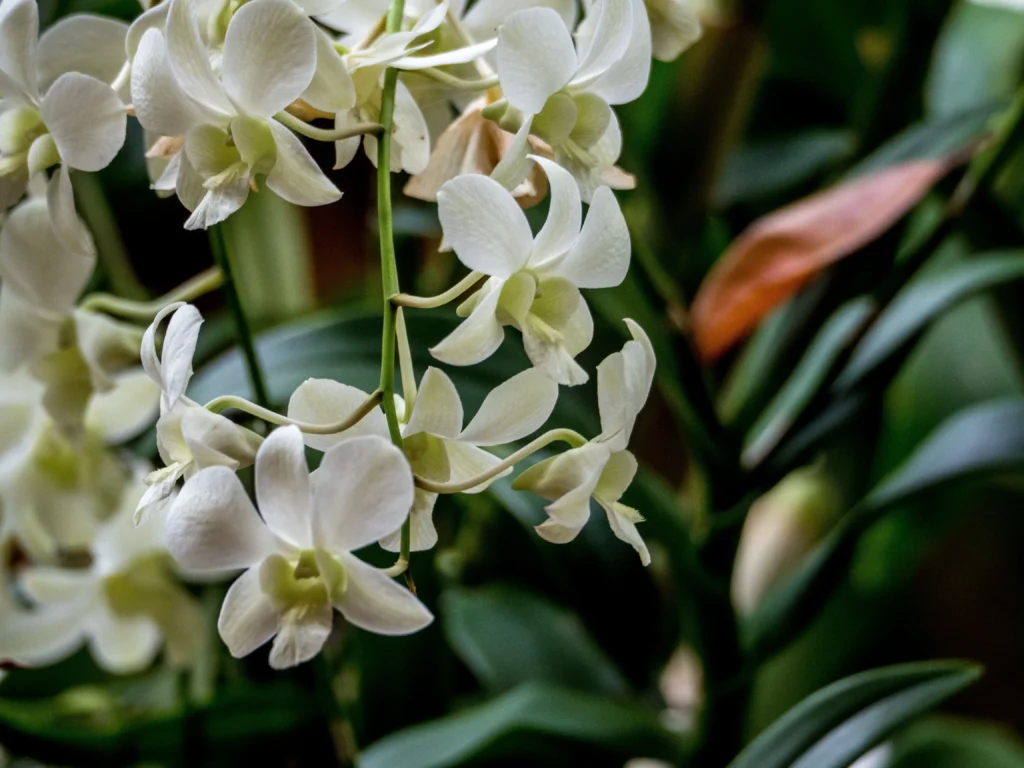 Vanilla Orchid