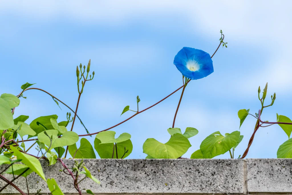 Blue Morning Glory