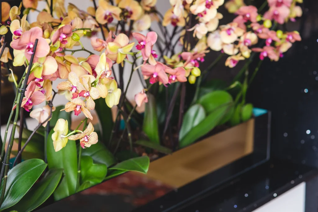 Green Phalaenopsis Orchid