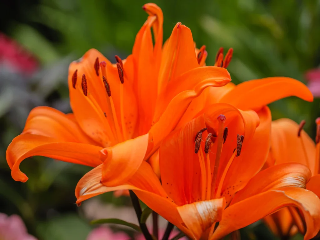 Orange Asiatic Lily