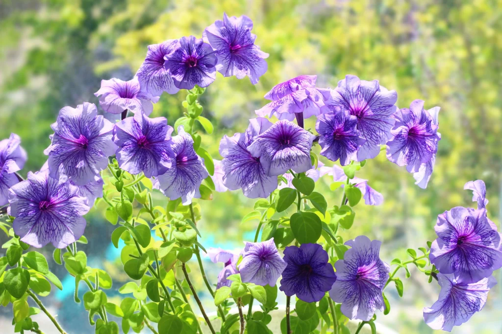 Purple Petunia