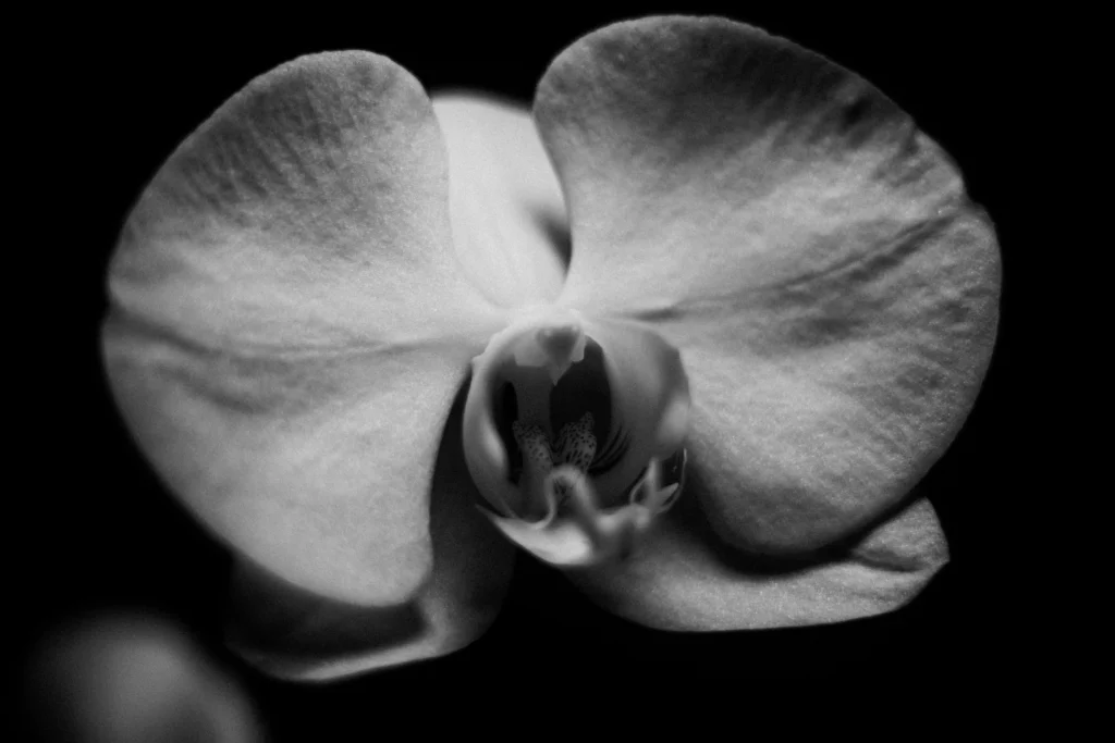 Black Orchid