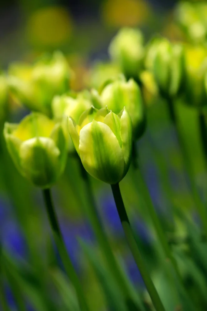 Green Tulip