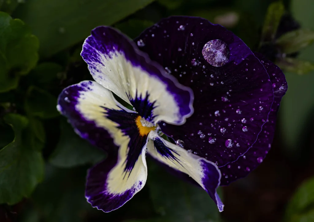 Purple Pansy