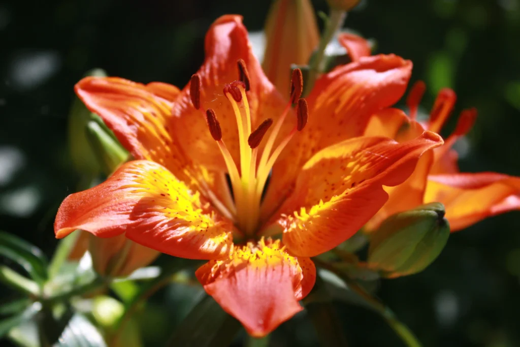 Tiger Lily