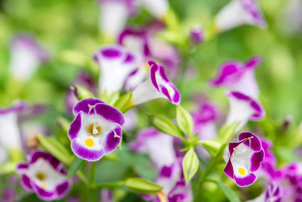 Torenia