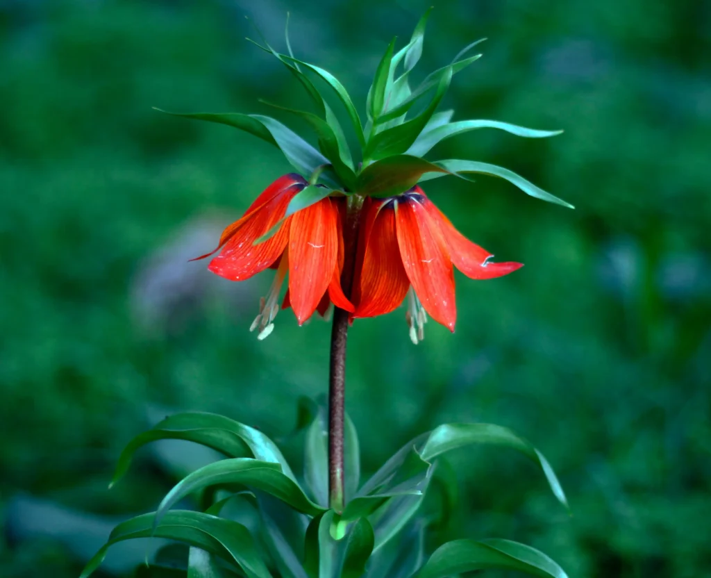  Orange Crown Imperial