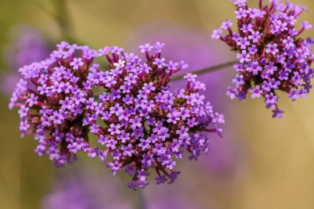 Purple Verbena