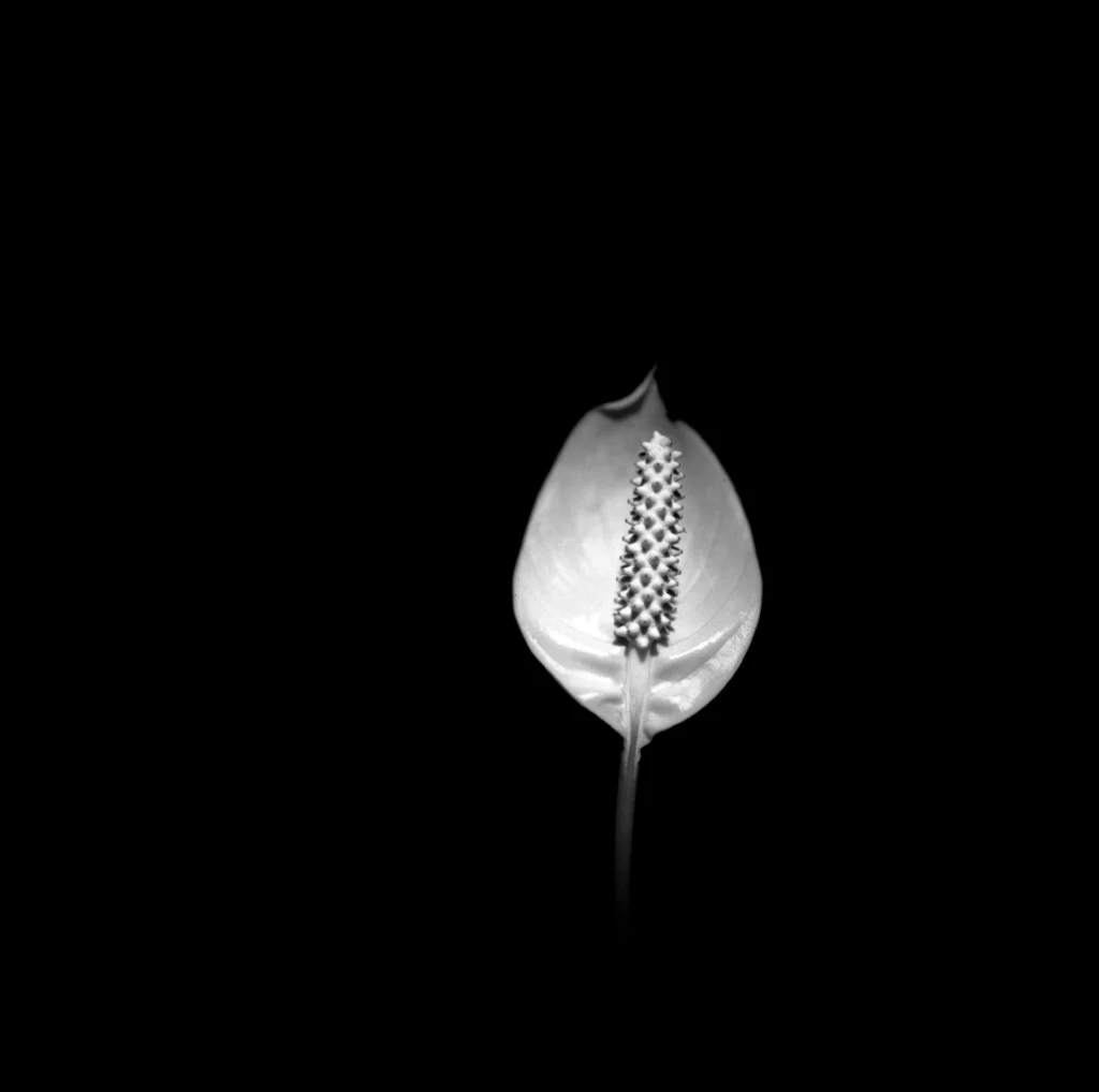 Voodoo Lily
