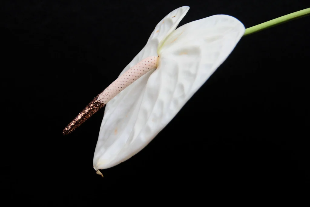  Black Anthurium